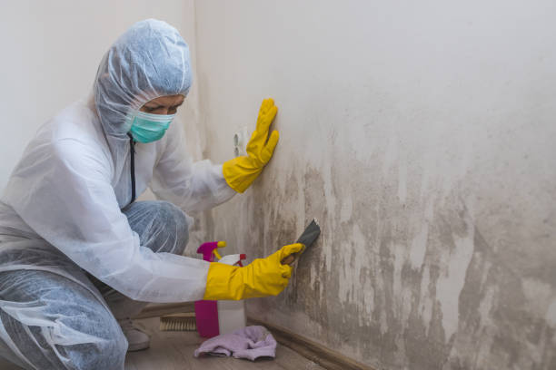 Best Black Mold Removal  in Kotlik, AK