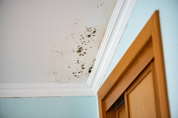 Best Mold Damage Repair  in Kotlik, AK
