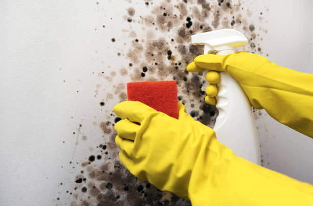 Mold Testing and Removal in Kotlik, AK